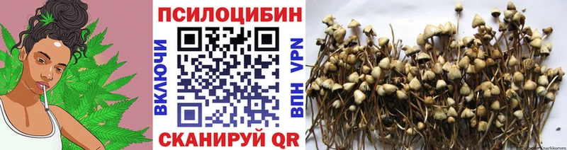 Псилоцибиновые грибы Psilocybe  Перевоз 